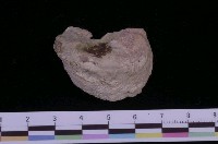 藏品(反轉偏口蛤)的圖片